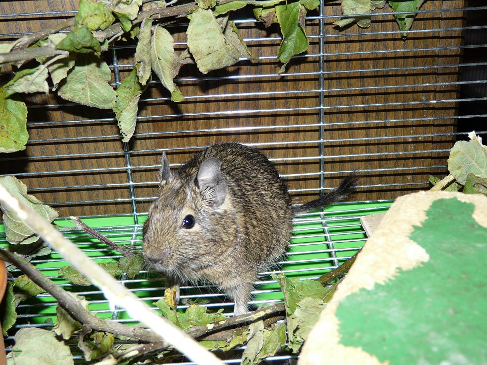 p1160745-osmak-degu